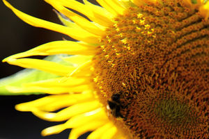 Sonnenblume: USA macht Geschäft mit China (Foto: pixelio.de/T. Gudscheit) Sonnenblume: USA macht Geschäft mit China (Foto: pixelio.de/T. Gudscheit)