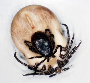 Zecke: FSME-Impfung beugt wirksam vor (Foto: pixelio.de/Urs Fükiger)