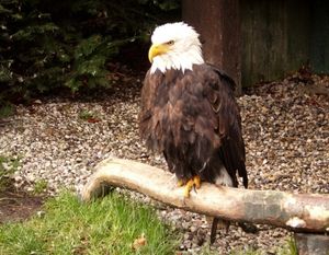 Weißkopfseeadler: Vorbild für Greif-Drohnen (Foto: heyni, pixelio.de) Weißkopfseeadler: Vorbild für Greif-Drohnen (Foto: heyni, pixelio.de)