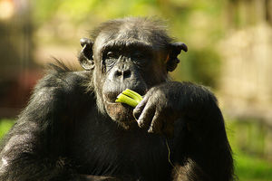 Schimpanse: Tiere koordinieren Aktionen gemeinsam (Foto: flickr.com/Bernie78ger)