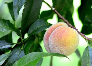 Pfirsich: Bäume werden künftig noch ertragreicher (Foto: pixelio.de, F. Forban) Pfirsich: Bäume werden künftig noch ertragreicher (Foto: pixelio.de, F. Forban)