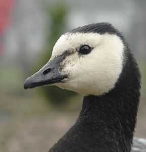 Nonnengans: Reproduktion korreliert mit Lebensalter (Foto: pixelio.de, Eddy)