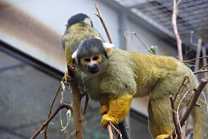Kleinaffen: Lachen stärkt Zusammenhanlt (Foto: pixelio.de, Kath. Wieland Müller)