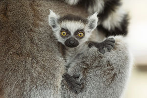 Foto: Daniel Zupanc Foto: Daniel Zupanc