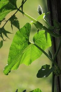 Blatt: Artificial Leaf ahmt Photosynthese nach (Foto: pixelio.de/Günter Havlena) Blatt: Artificial Leaf ahmt Photosynthese nach (Foto: pixelio.de/Günter Havlena)