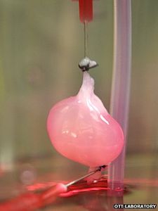 Niere: Organe sollen künftig aus dem Labor kommen (Foto: Ott Laboratory)