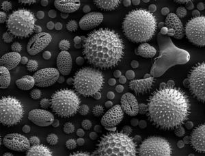 Pollen grains Pollen grains