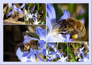 Bienen: lassen sich nicht nur zum Bestäuben einsetzen (Foto: pixelio.de, Abel)