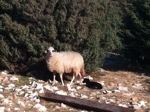 .....zwischen Steinen und Schafen (Foto: SO)