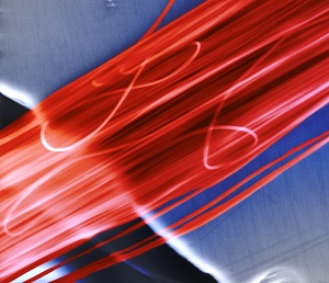 Fasern unterm Mikroskop: extra beständig (Foto: J.l Brehm, D. Papkov, Y. Dzenis)