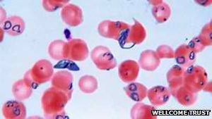 Malaria: Resistenzen gegen Medikamente nehmen zu (Foto: Wellcome Trust)