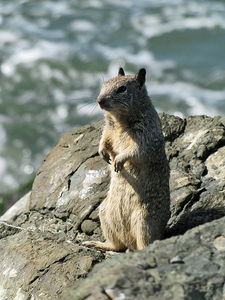 A ground squirrel A ground squirrel