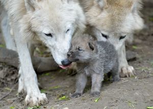 Copyright: Schönbrunn Zoo Copyright: Schönbrunn Zoo