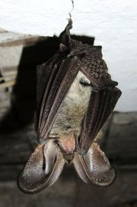 Fledermaus: nutzt auch Echolokalisation (Foto: pixelio.de, Hagen Görlich)