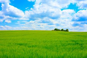 Feld: Monsanto hat für Genweizen keine Erklärung (Foto: pixelio.de, J. Christ)