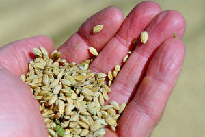 Getreide: 3,1 Mio. Kinder sterben jährlich (Foto: pixelio.de, P. Freitag) Getreide: 3,1 Mio. Kinder sterben jährlich (Foto: pixelio.de, P. Freitag)