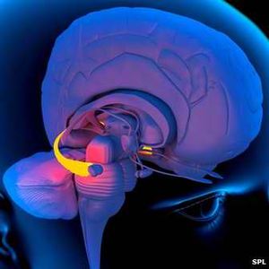 Hippokampus: Probleme beeinträchtigen das Gedächtnis (Foto: SPL)