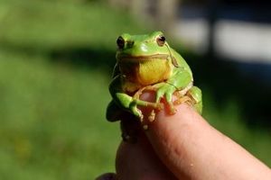 Laubfrosch: Bioinspirierter Roboter hilft bei OP (Foto: pixelio.de, by-Sassi)