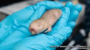 Nacktmull: Hoffnung im Kampf gegen Krebs (Foto: B. Vick/University of Rochester) Nacktmull: Hoffnung im Kampf gegen Krebs (Foto: B. Vick/University of Rochester)