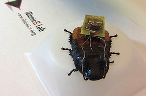 Cyber-Schabe: biologischer Roboter in Aktion (Foto: ncsu.edu)