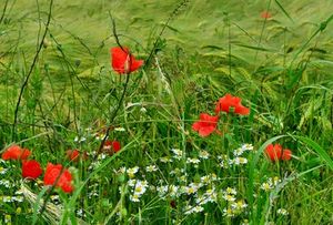 Unkraut am Feld: Drohnen spüren es auf (Foto: Andreas Hermsdorf, pixelio.de)