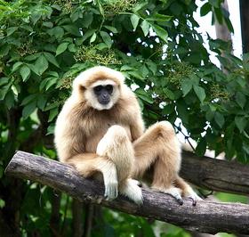 Affe: Forscher müssen bisherige Annahmen korrigieren (Foto: pixelio.de, R. Kiss) Affe: Forscher müssen bisherige Annahmen korrigieren (Foto: pixelio.de, R. Kiss)