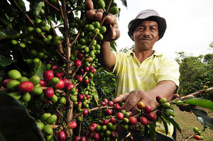 Kaffeestrauch: die Pilz-Epidemie ist eingedämmt (Foto: flickr/CIAT)