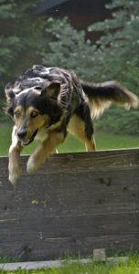 Hund: kann Sensor leicht aktivieren (Foto: pixelio.de/r. schmidt) Hund: kann Sensor leicht aktivieren (Foto: pixelio.de/r. schmidt)