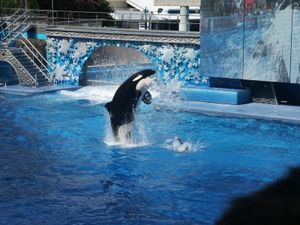 Orka: Seaworld stellt sich gegen kritische Dokumentation (Foto: pixelio/Sven L.)