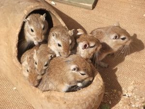 Mäuse: Metformin verlängert Leben (Foto: pixelio.de, Enrico Kahnt)