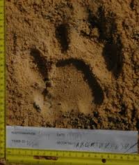 Fußabdruck: genügt, um Tiere näher zu bestimmen (Foto: wildtrack.org) Fußabdruck: genügt, um Tiere näher zu bestimmen (Foto: wildtrack.org)