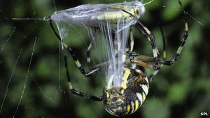 Spinne: für die Wissenschaftler Vorbild bei der Organherstellung (Foto: SPL)