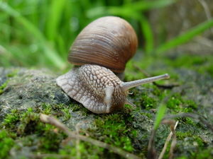 Schnecke: fungiert als Parasiten-Express (Foto: pixelio.de, Simone Ender)