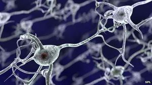 Nervenzellen im Gehirn: Kokain verändert die Struktur rasend schnell (Foto: SPL)