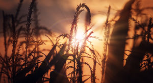 US-Ernte: Weizen leidet unter Dürre (Foto: pixelio.de, Andreas Dengs)