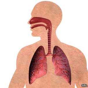 Lungen: Rauchen als vermeidbare Hauptursache entlarvt (Foto: SPL)