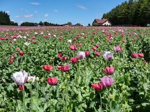 Mohn im Waldviertel: Industrie gibt es kaum (Foto: pixelio.de, Adolf Riess)