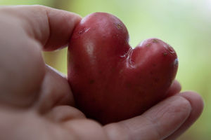 Herz: Spenderorgane sind immer mit Risiko verbunden (Foto: pixelio.de, S. Pelz)