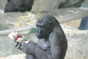 Gorilla: kann zum Beispiel Bären erkennen (Foto: J. Vonk, Oakland University)