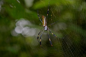 Spinne: Seide ist zäh und flexibel (Foto: flickr.com/ggallice)