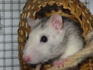 Ratte: Neurale Stammzellen sicher gewinnen (Foto: pixelio.de, Andreas Bender)