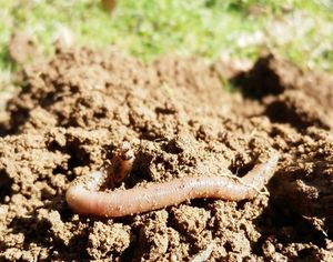 Regenwurm: Nutzen oder Schaden umstritten (Foto: pixelio.de, M. Großmann)