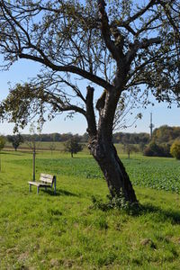 Baum: Er wappnet sich für schlechte Zeiten (Foto: pixelio.de, Dieter Braun)
