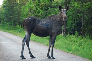 Elch: Könnte ein Opfer des Klimawandels sein (Foto: pixelio.de, H. J. Salzer)