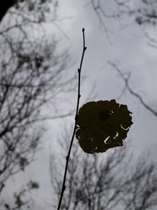 Verdorrtes Blatt: Depression hemmt die Arbeitskraft (Foto: pixelio.de, johnnyb)