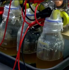 Verkabelter Urin-Tank: Sprit für Roboter der Zukunft (Foto: brl.ac.uk)