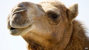 Kamel: Forscher konnten es positiv auf das MERS-Virus testen (Foto: SPL)