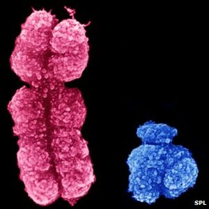 Y-Chromosom: weniger wichtig als angenommen (Foto: SPL)