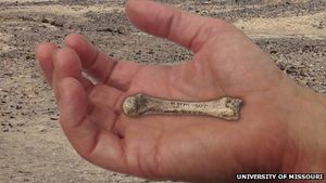Knochenfund: Evolution der Fingerfertigkeit neu datiert (Foto: missouri.edu)