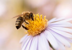 Biene: Profi der molekularen Kommunikation (Foto: pixelio.de/Radka Schöne) Biene: Profi der molekularen Kommunikation (Foto: pixelio.de/Radka Schöne)